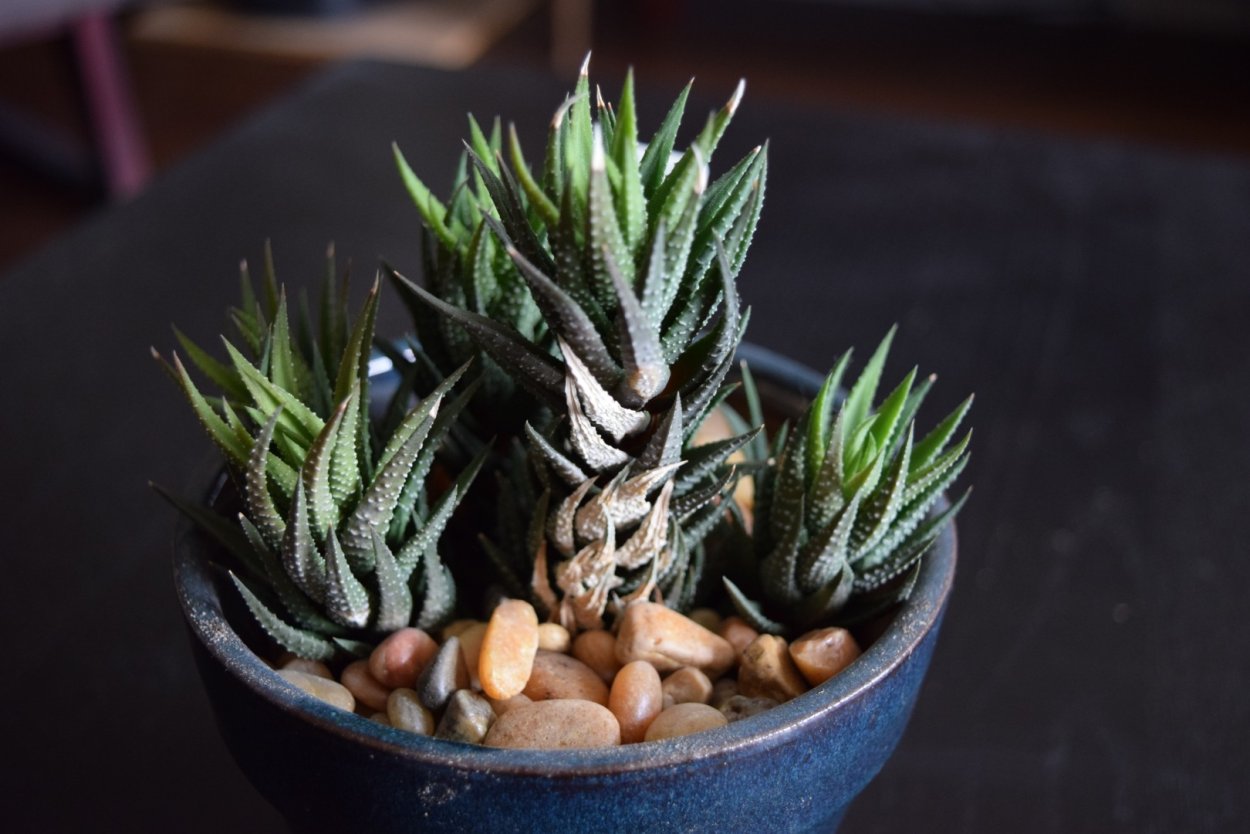 Haworthia reinwardtii variegated