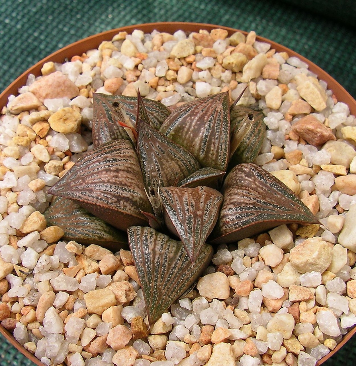 У хавортии растет большая ветка