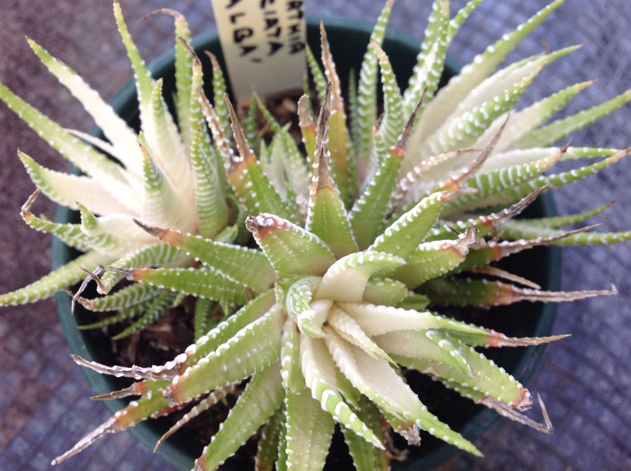 Хавортия цветение