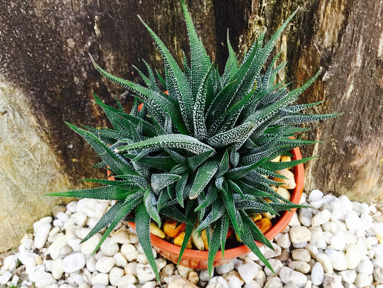 Хавортия Marilyn