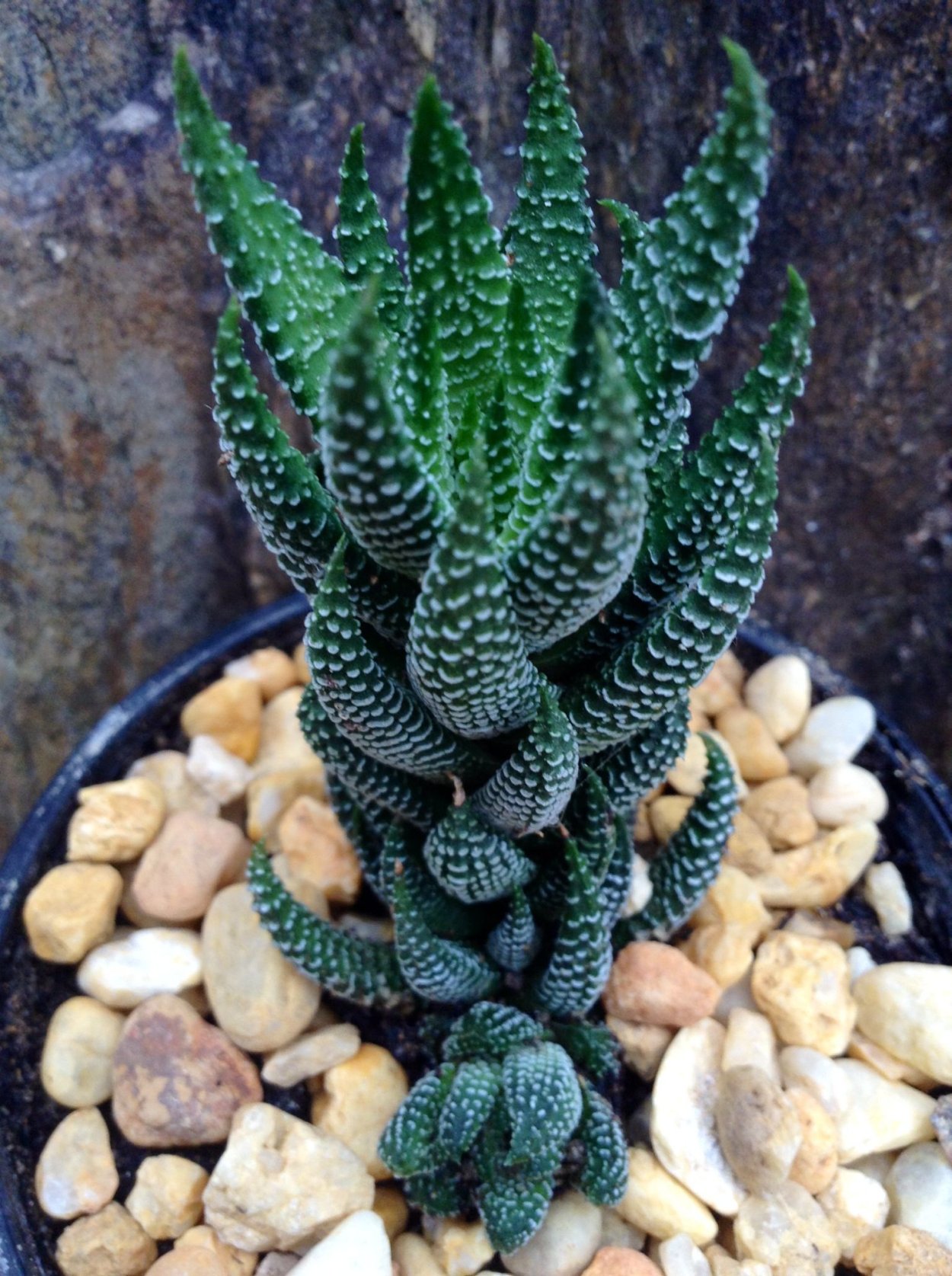 Хавортия Рейнвардта Вариегата