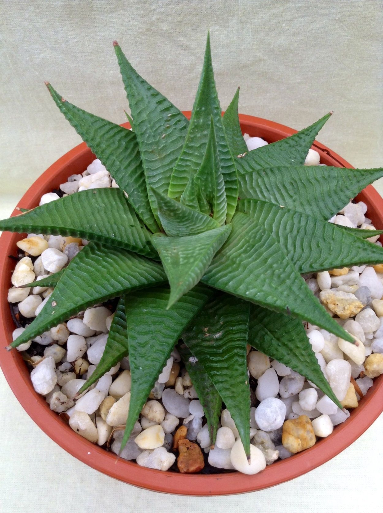 Хавортия принцесса казиомия