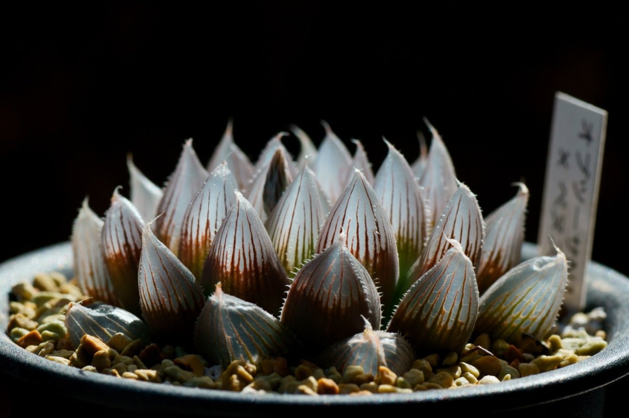 Хавортия Антуанетта