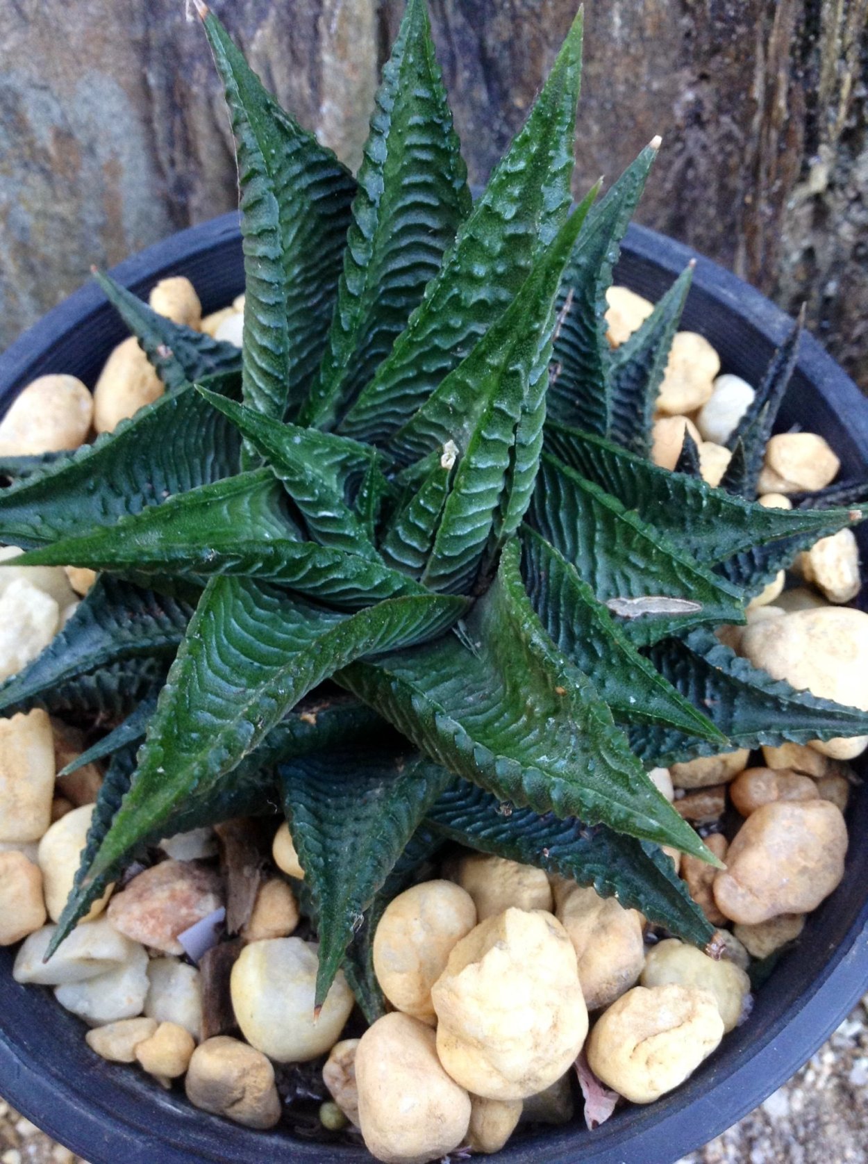 Суккулент Крассула хавортия