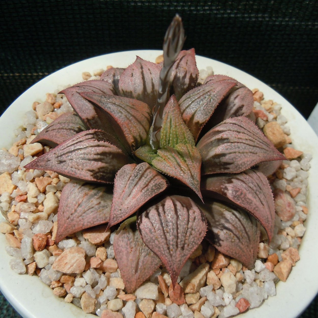 Хавортия obtusa