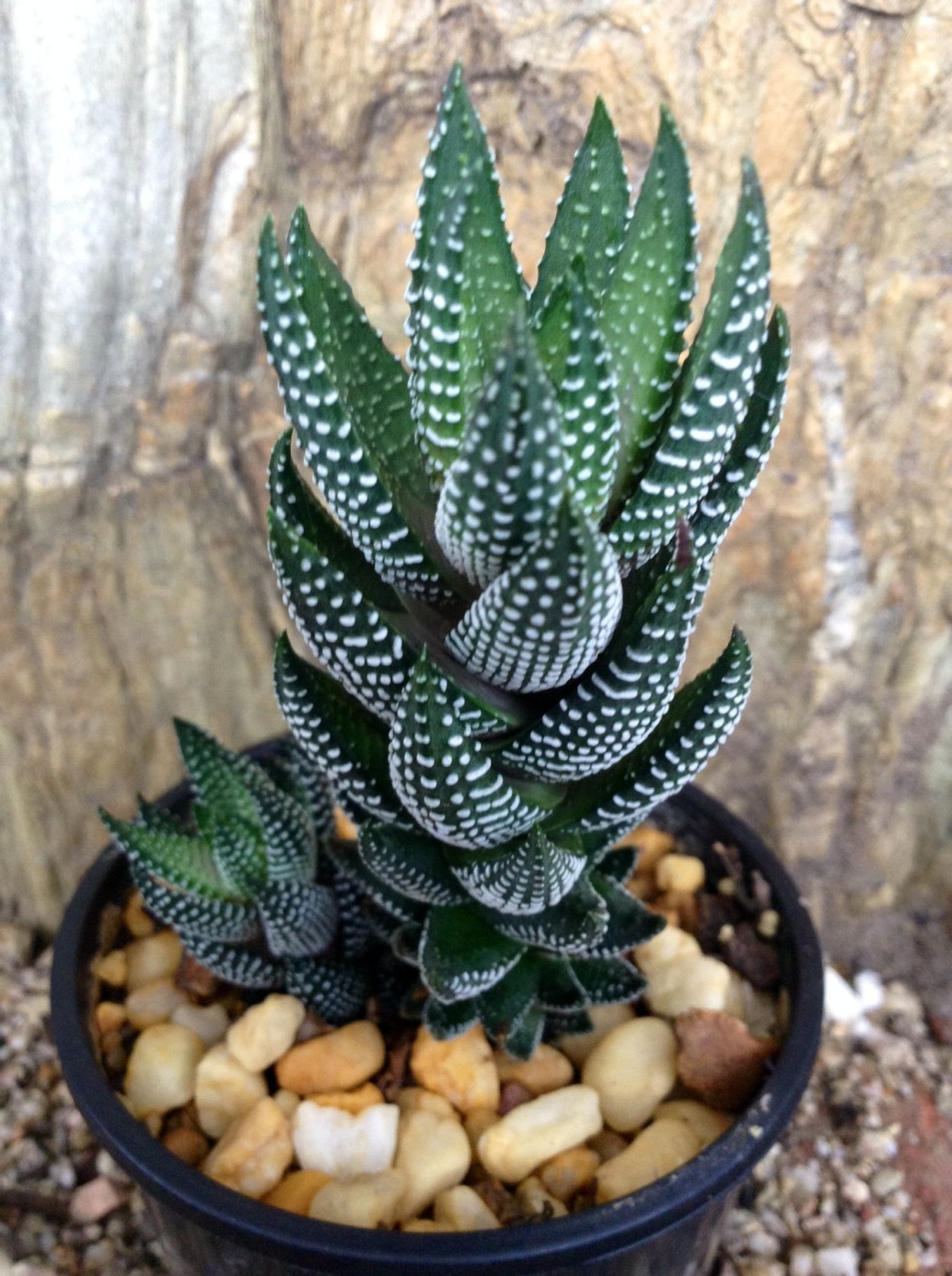 Haworthia kaffirdriftensis