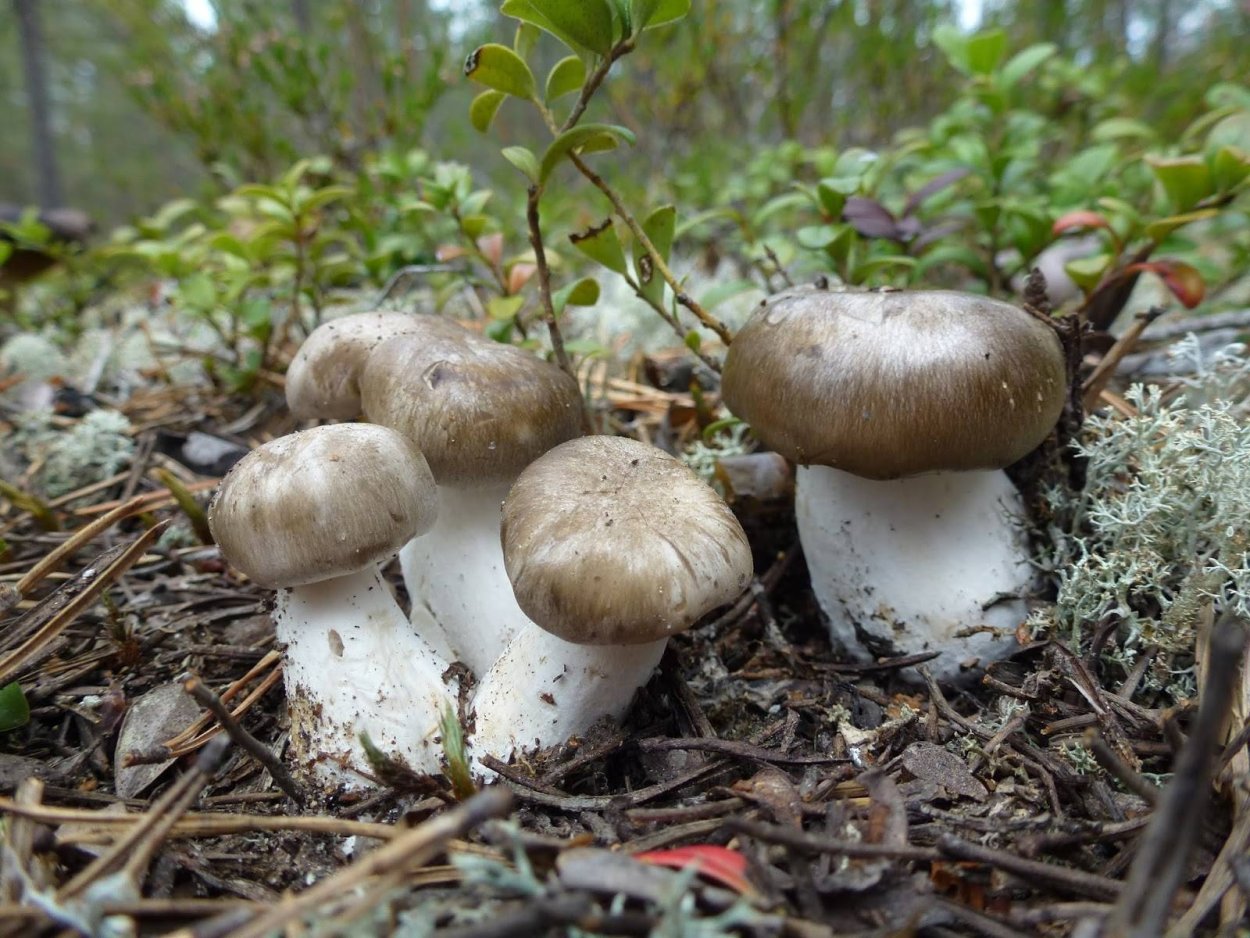 Лиофиллум симедзи