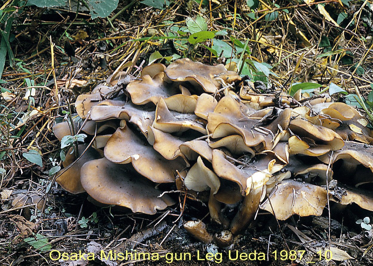 Лиофиллум симедзи