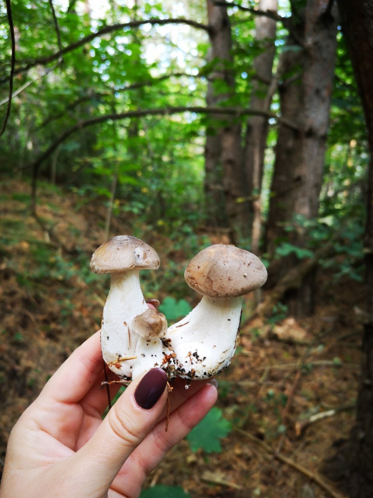 Лиофиллум дымчато-серый