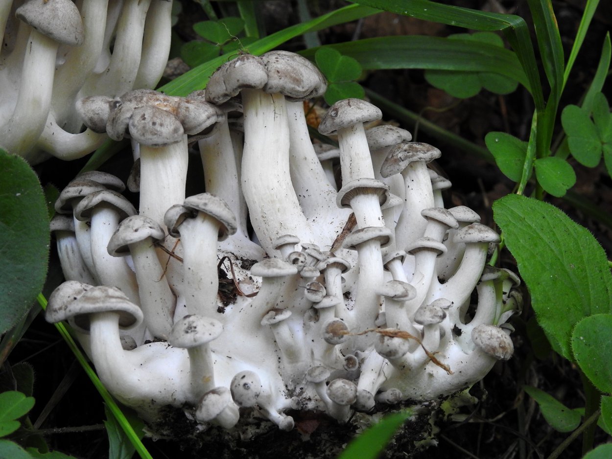 Lyophyllum anthracophilum