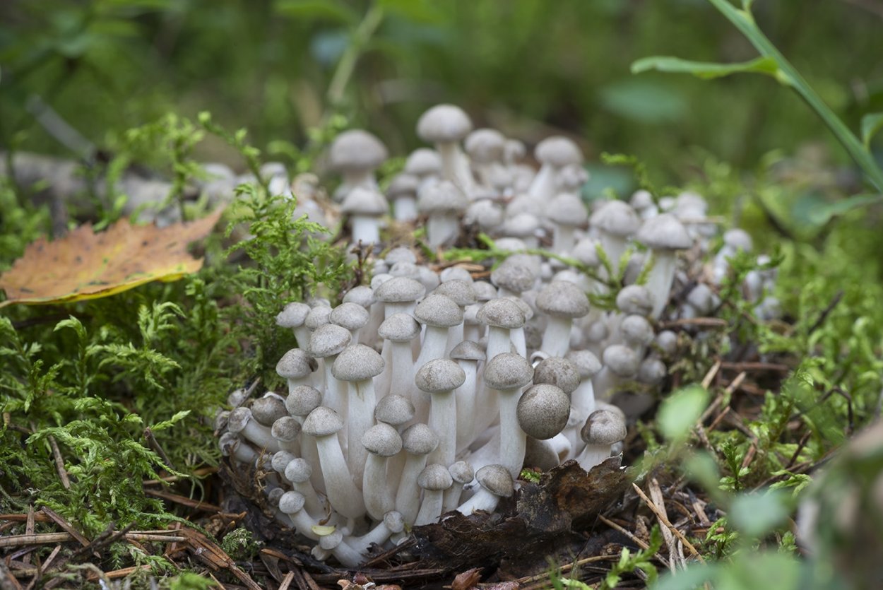 Лиофиллум симедзи