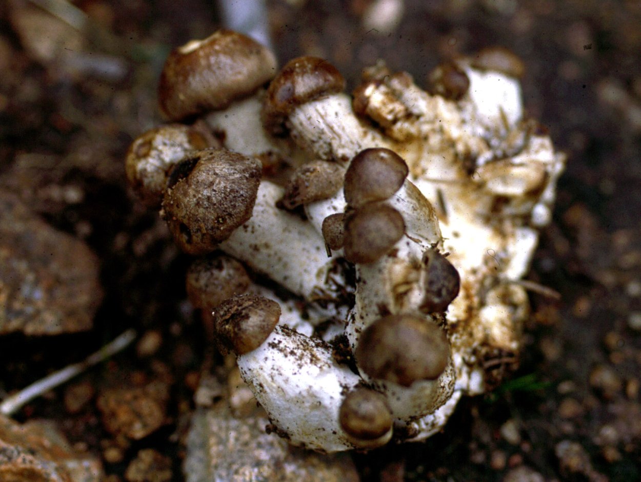 Грибы Рядухи съедобные?