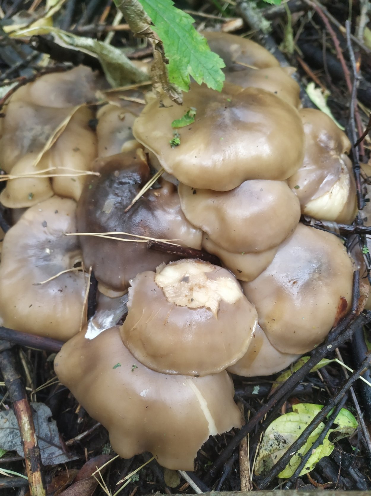 Лиофиллум дымчато-серый