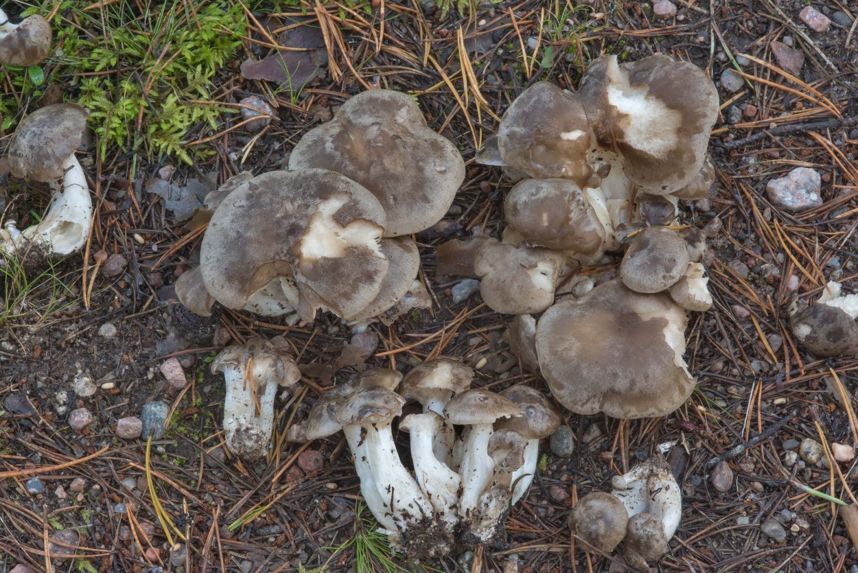 Грибы леоф лиофиллум