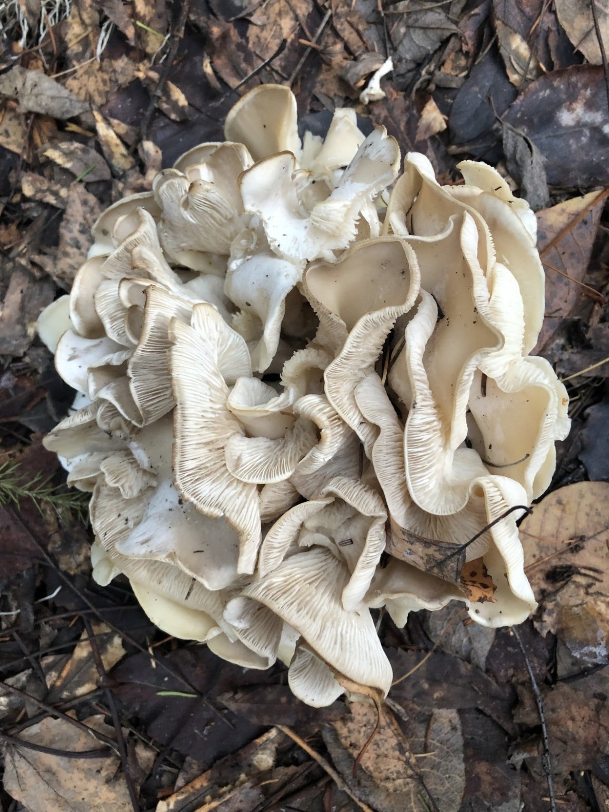 Hypsizygus tessulatus гриб