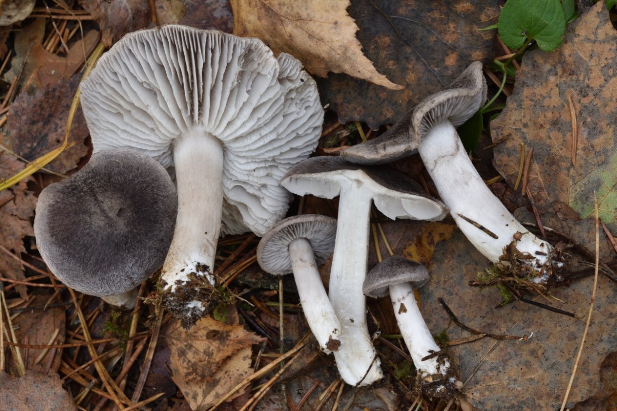 Lyophyllum paelochroum