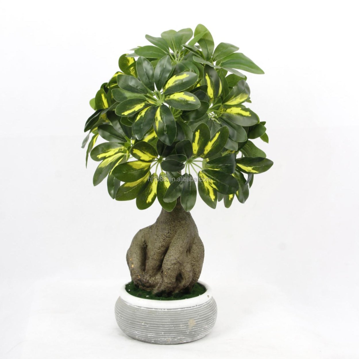 Бонсай из шефлеры