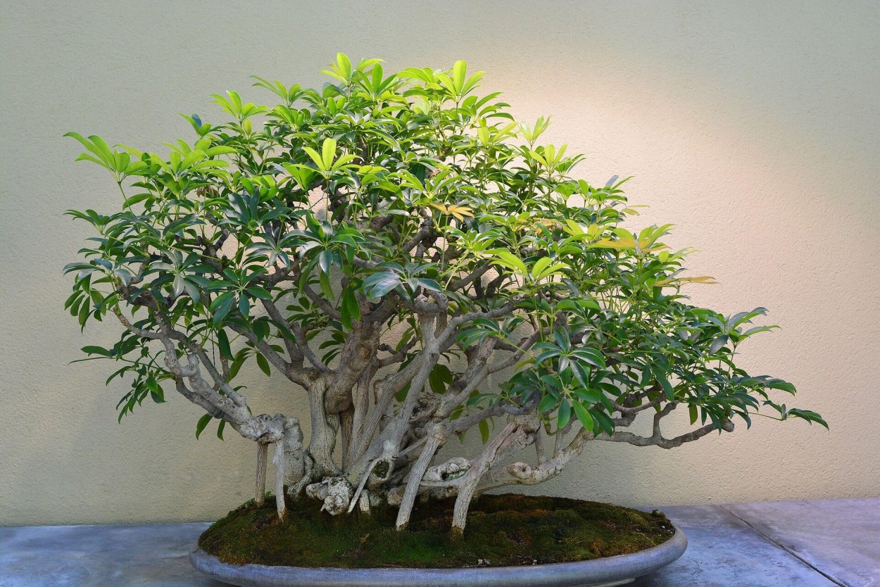 Шеффлера древовидная бонсай