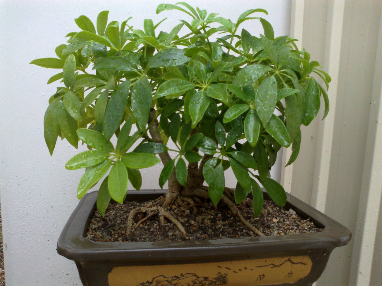 Шеффлера Арборикола бонсай