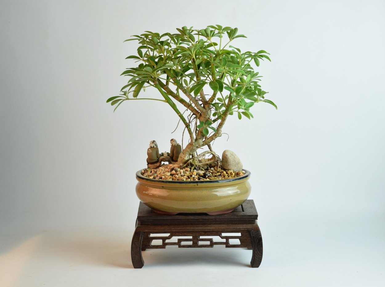 Гном Шеффлера бонсай