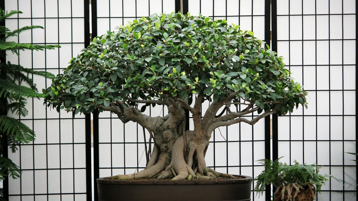 Шеффлера древовидная бонсай