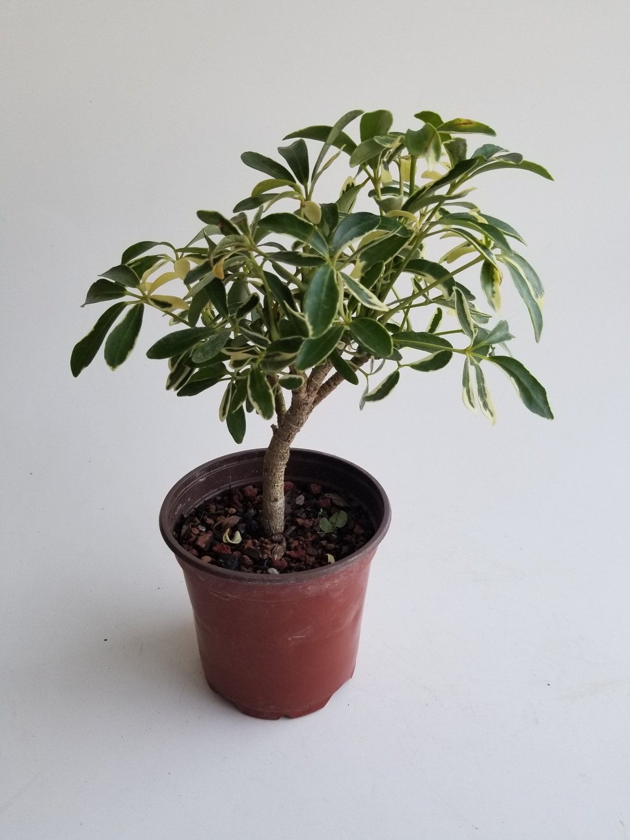 Креп миртлшеффлера бонсай