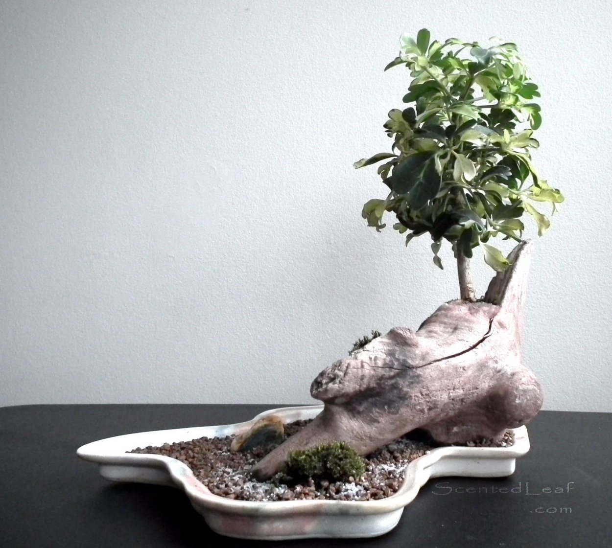 Шефлера экзотика