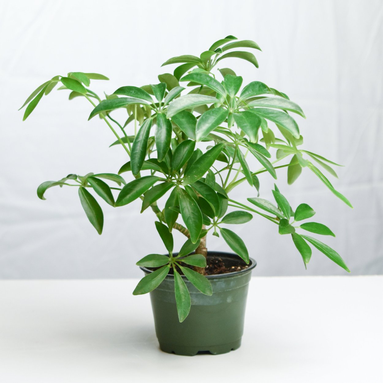 Бонсай Umbrella