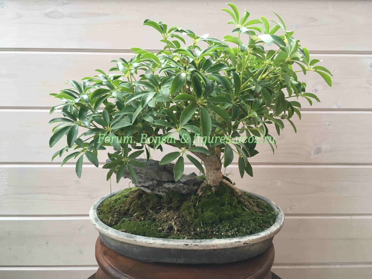 Шеффлера крона