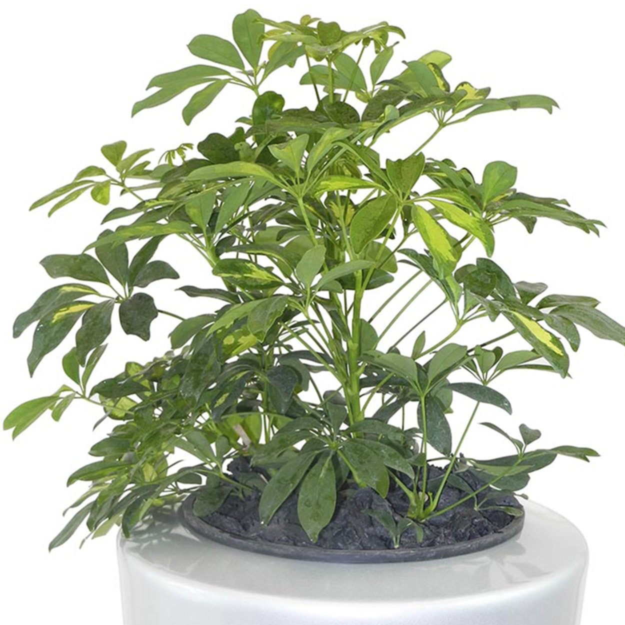 Шеффлера микс