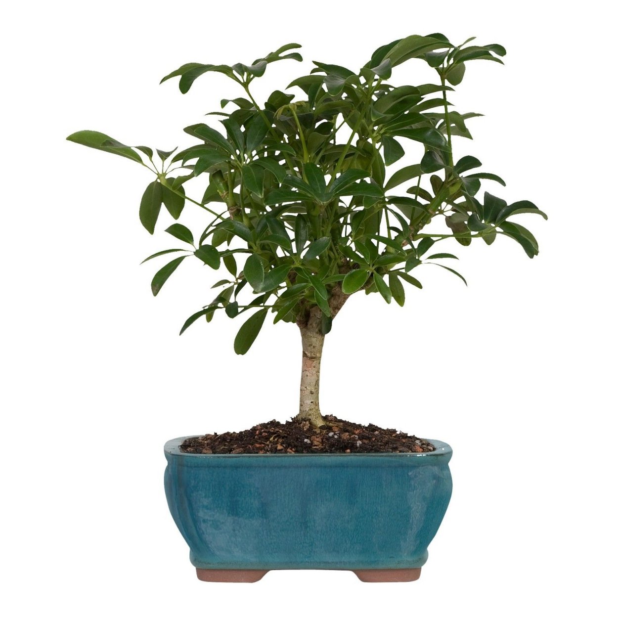 Шеффлера древовидная бонсай