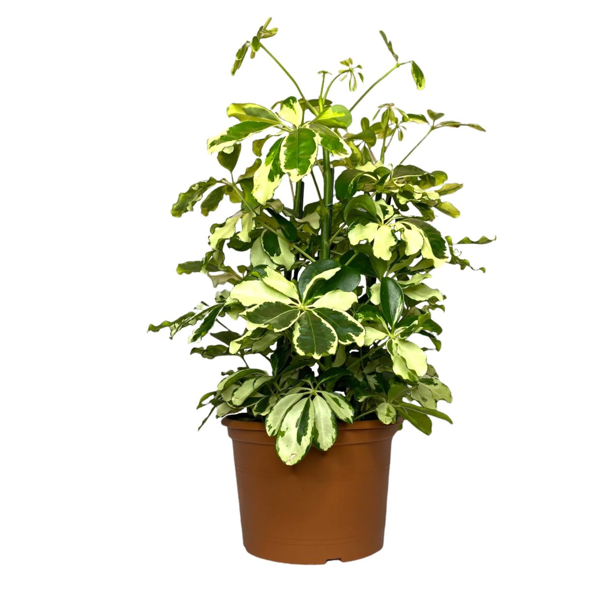 Герань Candy Dancer