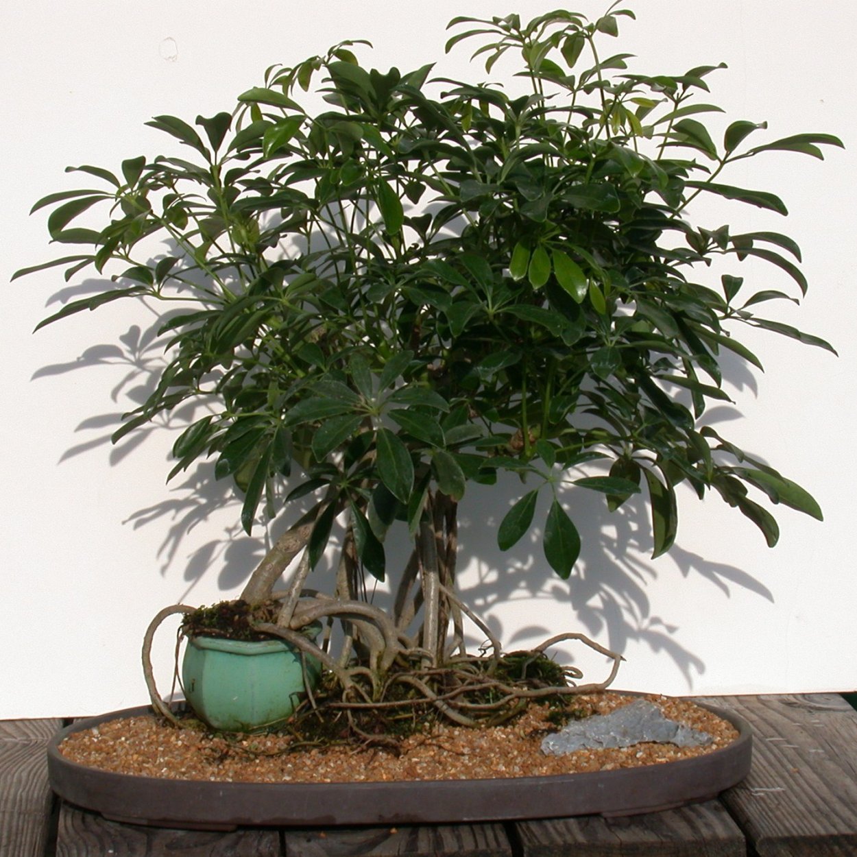 Шеффлера Арборикола коса