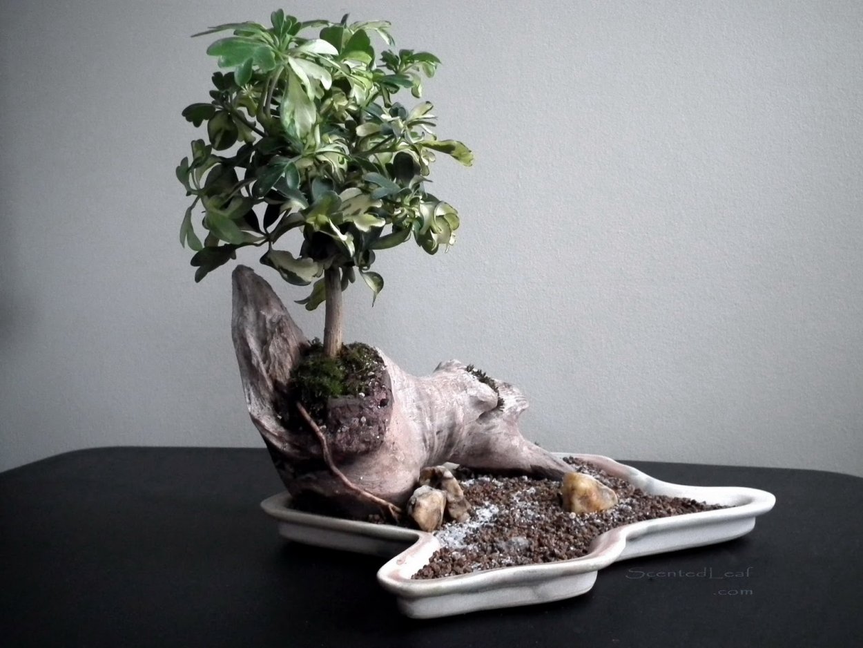 Шеффлера с толстым стволом