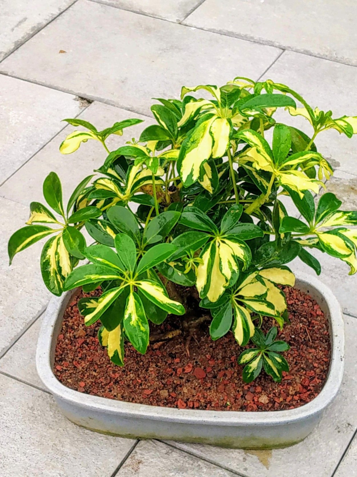 Гном Шеффлера бонсай