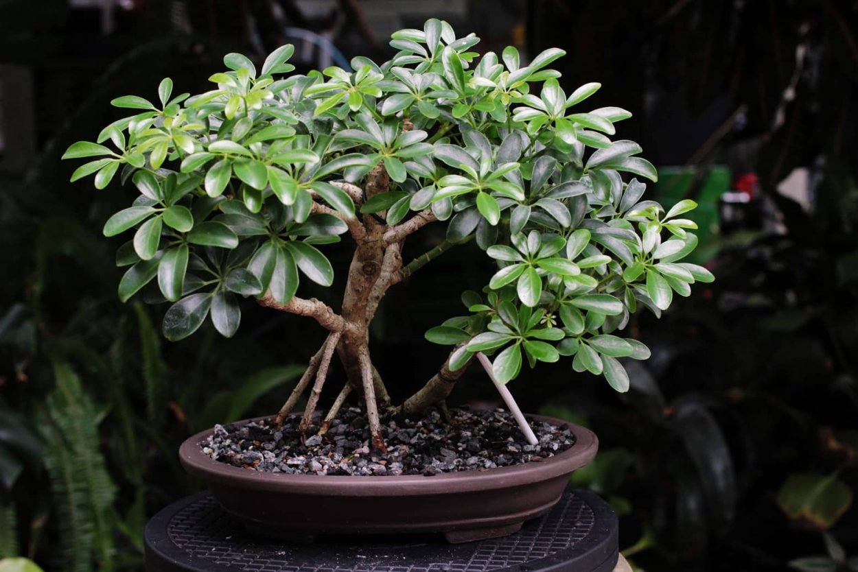 Шеффлера древовидная бонсай