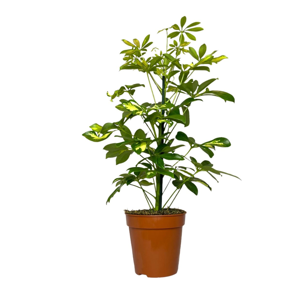 Шеффлера древовидная бонсай