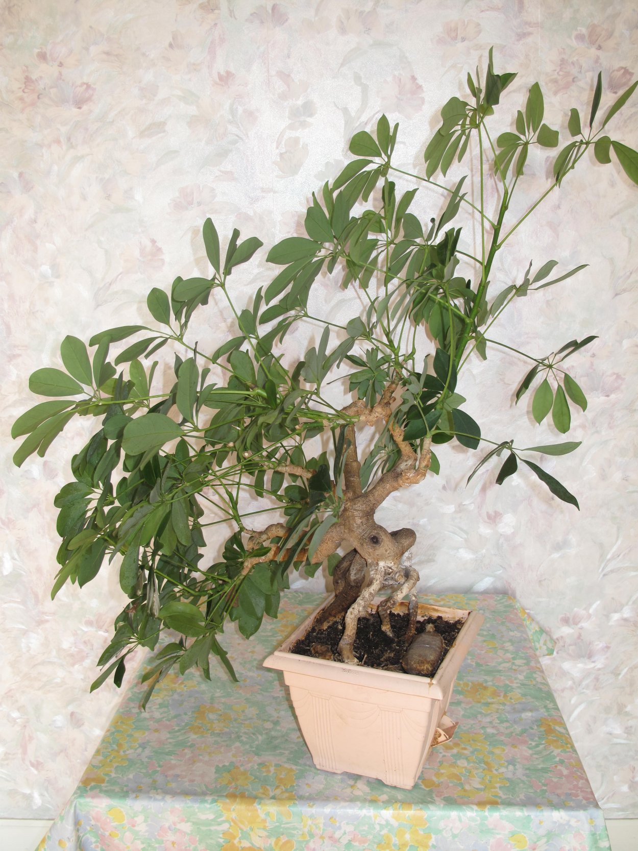 Гном Шеффлера бонсай