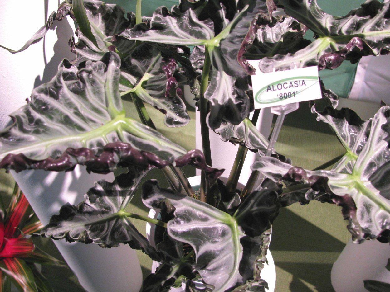 Регал Шилдс