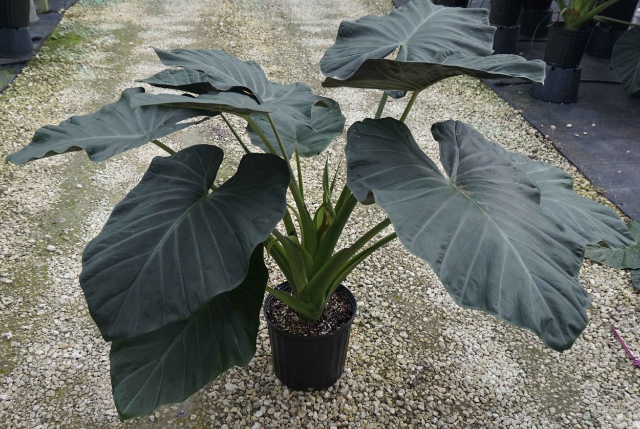 Алоказия Грин