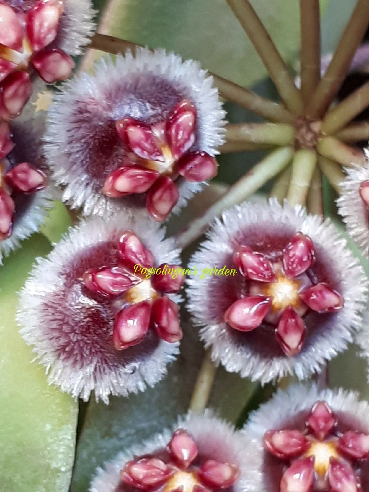 Хойя прекрасная цветок