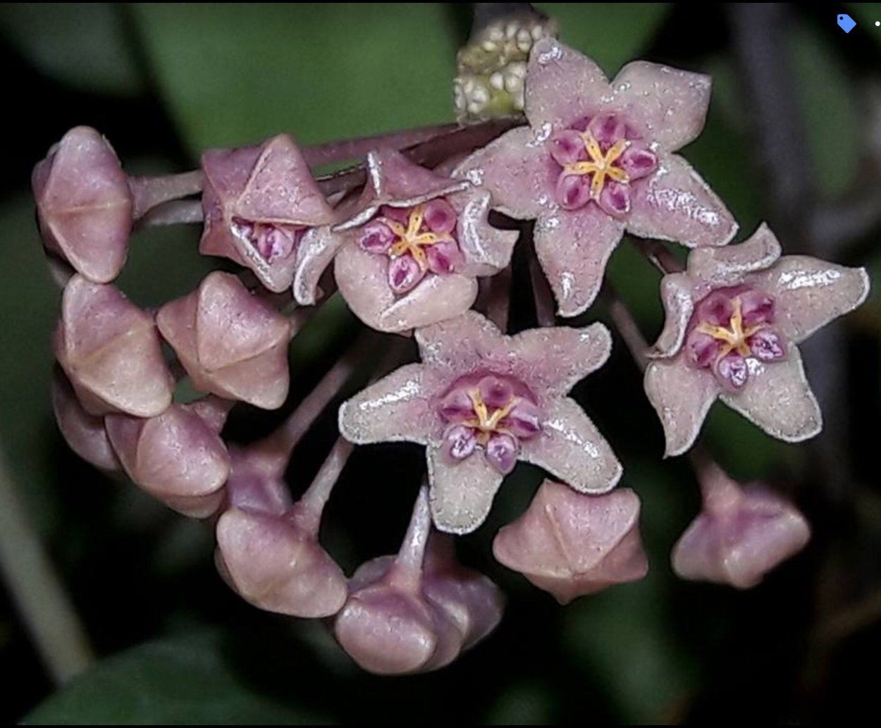 Хойя каганезис