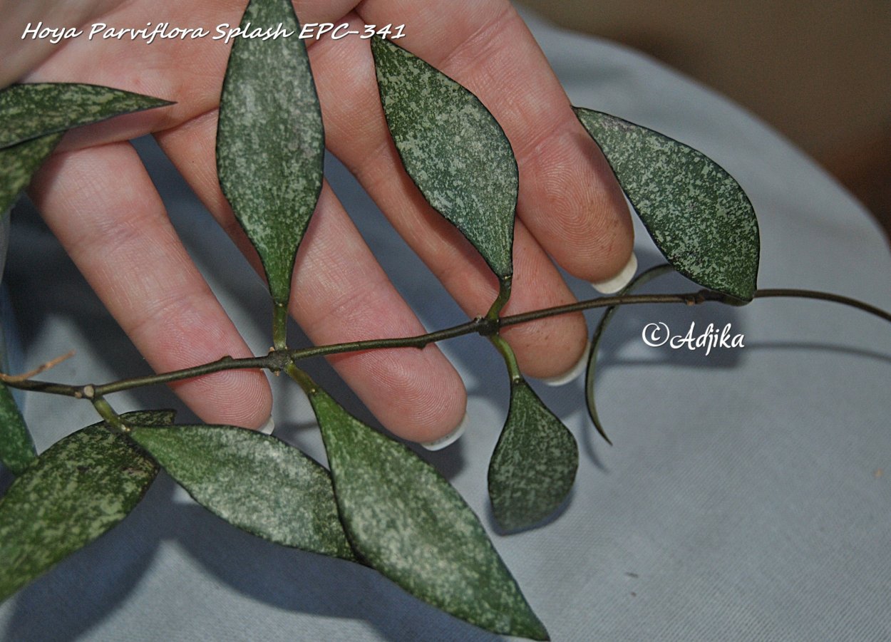 Hoya Парвифлора Сплеш