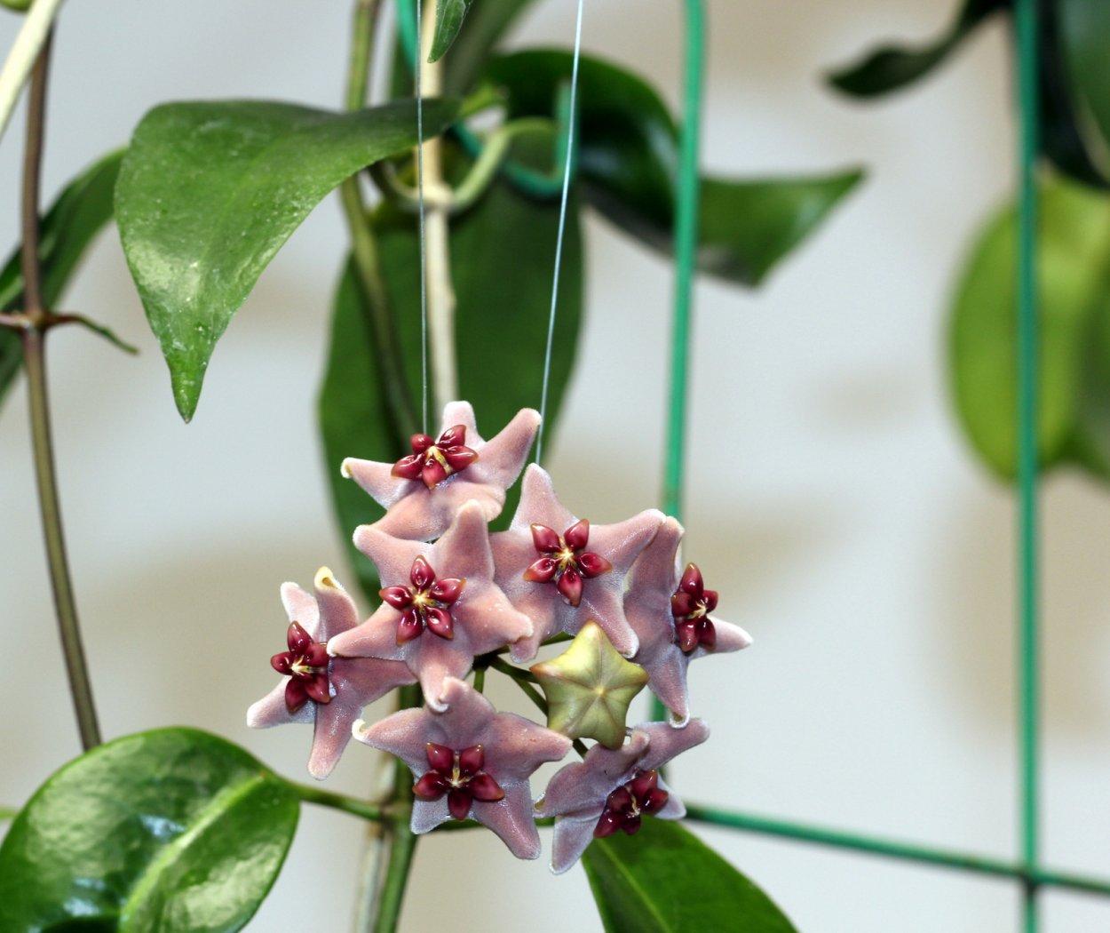 Хойя витиенсис (Hoya Vitiensis).