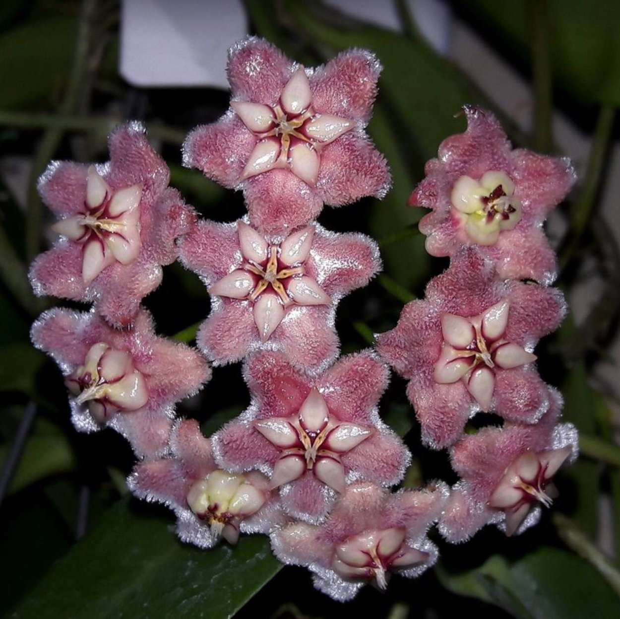 Хойя Пубикаликс Пинк драгон