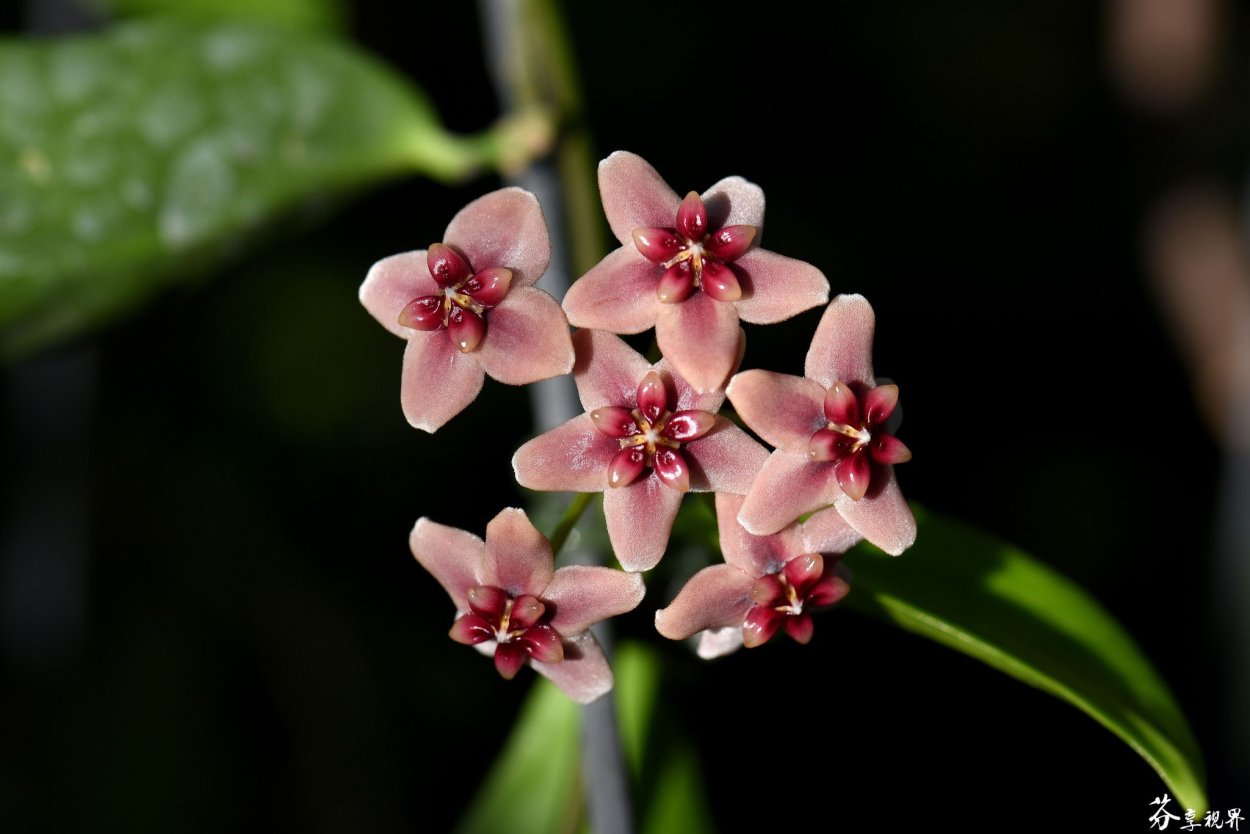 Hoya Butleriana