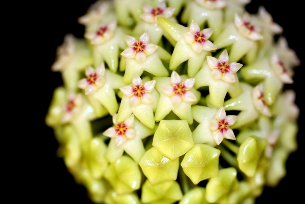 Хойя Кутис-Порселана