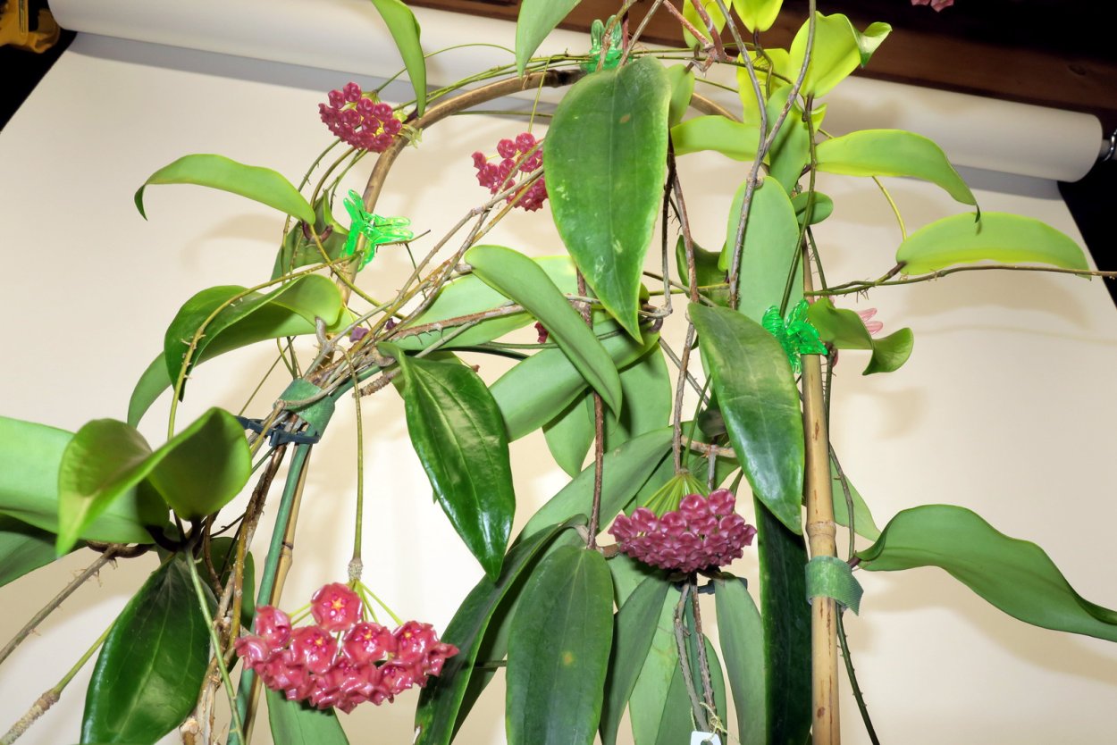 Хойя Hoya blashernaezii