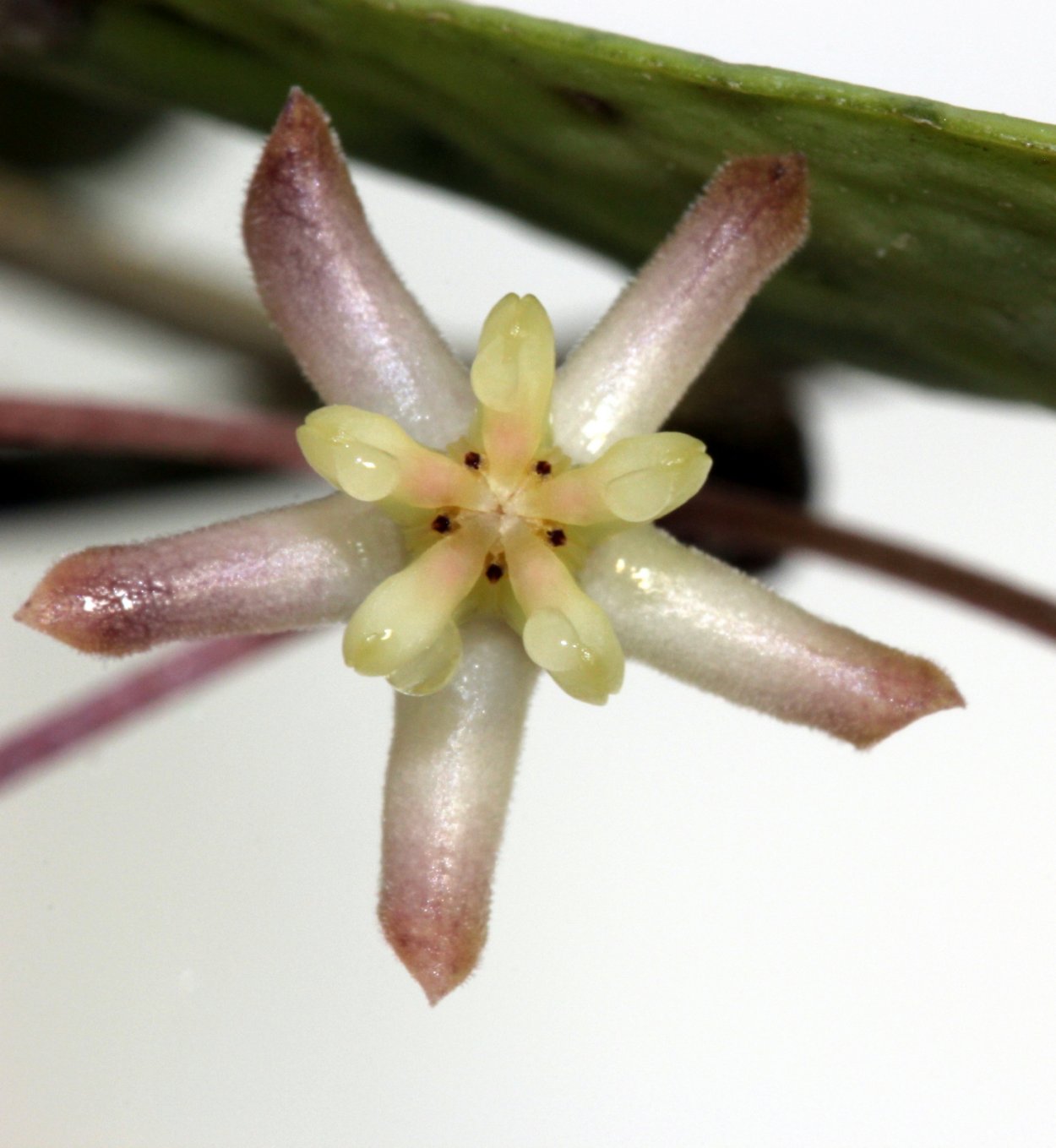 Хойя padangensis