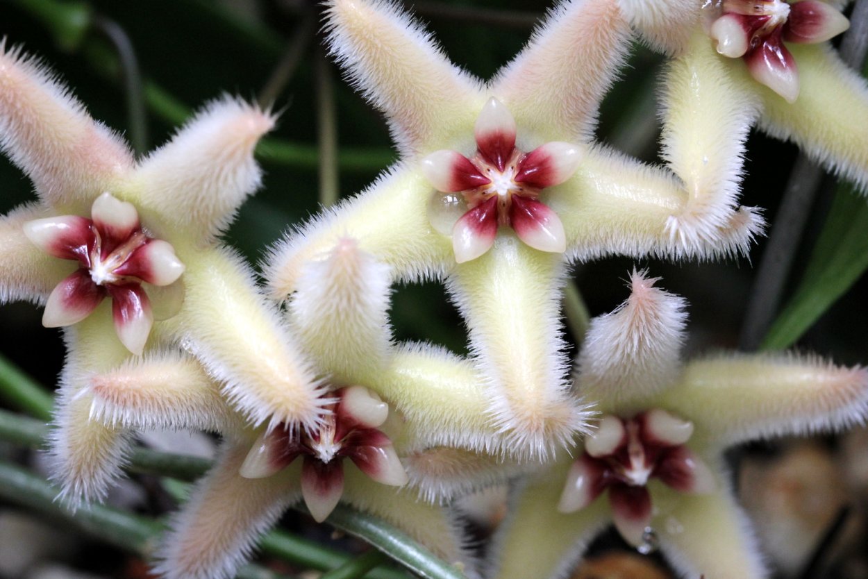 Хойя витиенсис (Vitiensis)